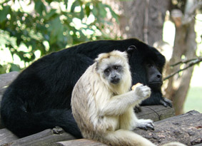 image007